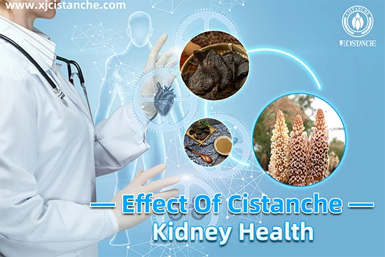 Effects of Cistanche-Improve kidney function Effects of Cistanche-Improve kidney function