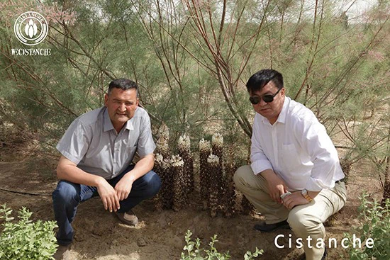 Local villagers grow Cistanche deserticola Local villagers grow Cistanche deserticola