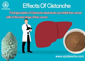 Cistanche oxidation resistance for the human liver Cistanche oxidation resistance for the human liver