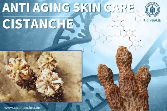 Chinese herb cistanche-Anti Aging2 Chinese herb cistanche-Anti Aging2