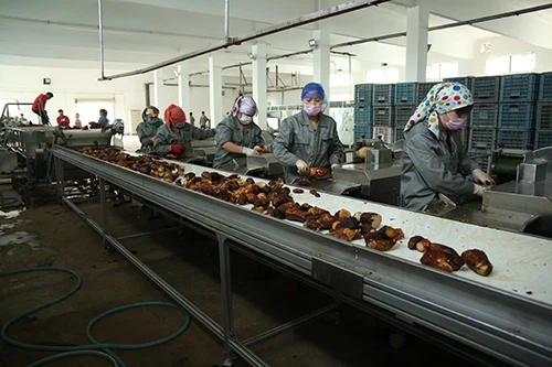 Processing of sliced Cistanche tubulosa 2 Processing of sliced Cistanche tubulosa 2