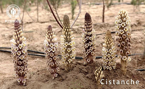 chinese herb cistanche chinese herb cistanche