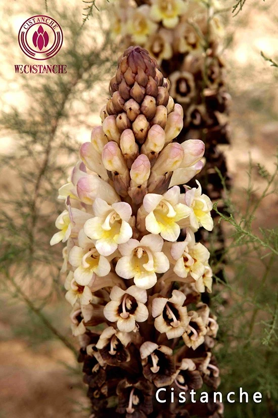 benefits of cistanche tubulosa benefits of cistanche tubulosa