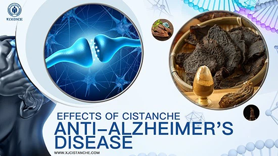 cistanche-prevent Alzheimers disease cistanche-prevent Alzheimers disease