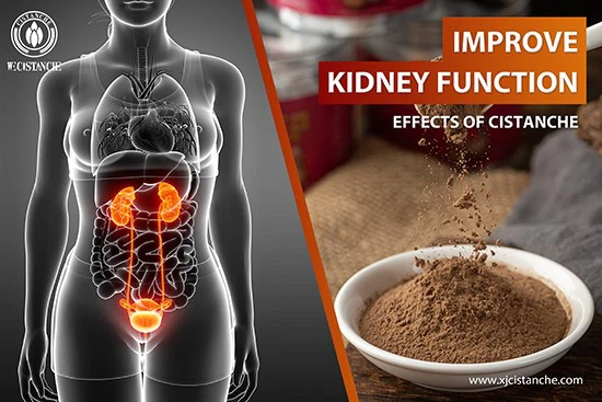 Dragon Herbs cistanche-improve kidney function Dragon Herbs cistanche-improve kidney function