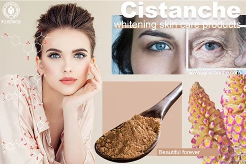 Benefits of cistanche tubulosa-inhibit tyrosinase expression 1 Benefits of cistanche tubulosa-inhibit tyrosinase expression 1
