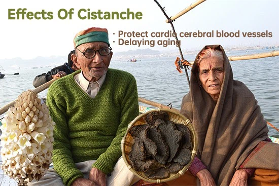 Effects of cistanche-Protect cardio cerebral blood vessels Effects of cistanche-Protect cardio cerebral blood vessels