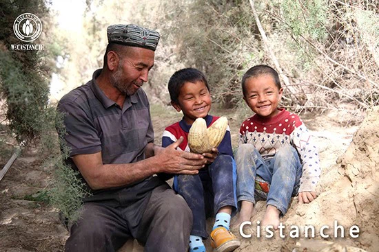 Harvest of Cistanche tubulosa Harvest of Cistanche tubulosa