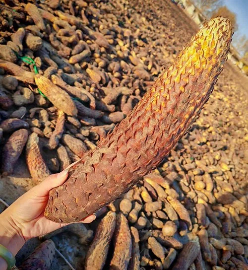 cistanche benefits for men cistanche benefits for men