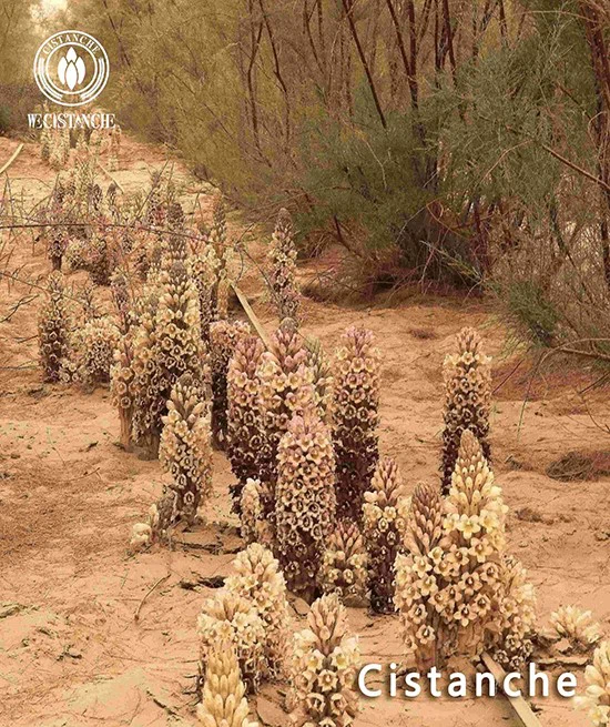Cistanche tubulosa florescence Cistanche tubulosa florescence
