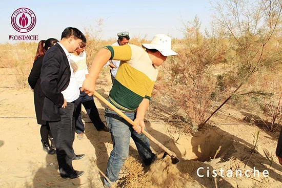 Planting of Cistanche tubulosa Planting of Cistanche tubulosa