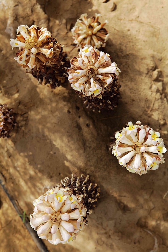 Cistanche tubulosa Cistanche tubulosa