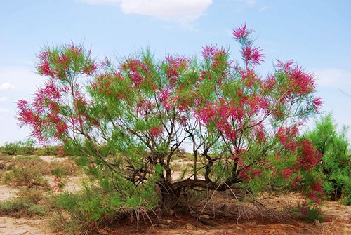 Host of Desert Ginseng and Cistanche tubulosa- Red Willow Host of Desert Ginseng and Cistanche tubulosa- Red Willow