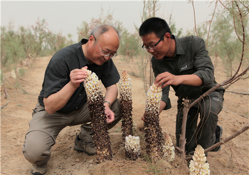Father of Cistanche tubulosa- Professor Tu Pengfei Father of Cistanche tubulosa- Professor Tu Pengfei