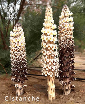 Cistanche benefit for the anti-inflammatory Cistanche benefit for the anti-inflammatory