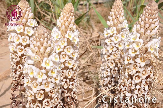 Cistanche tubulosa Cistanche tubulosa