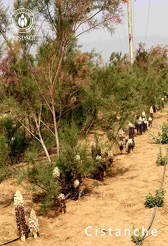 Cultivation of Cistanche tubulosa Cultivation of Cistanche tubulosa