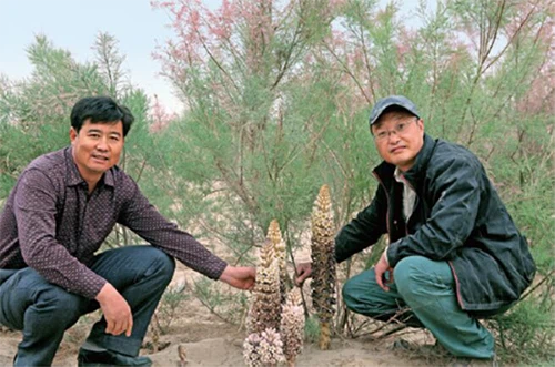 Planting of Cistanche tubulosa Planting of Cistanche tubulosa
