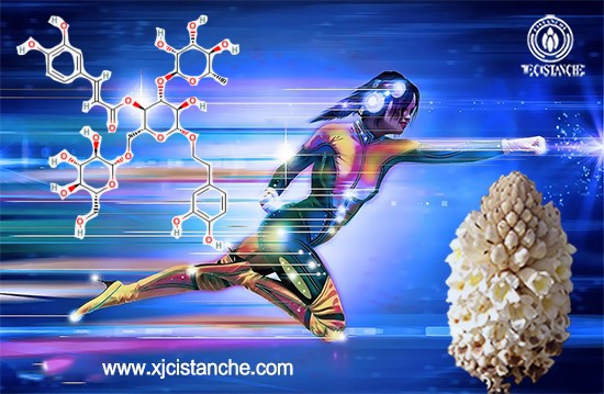 Acteoside the main chemical component of Cistanche tubulosa Acteoside the main chemical component of Cistanche tubulosa