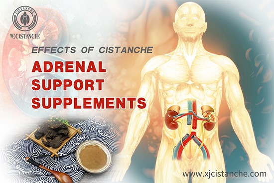 Effects of cistanche-Improve Kidney Function Effects of cistanche-Improve Kidney Function