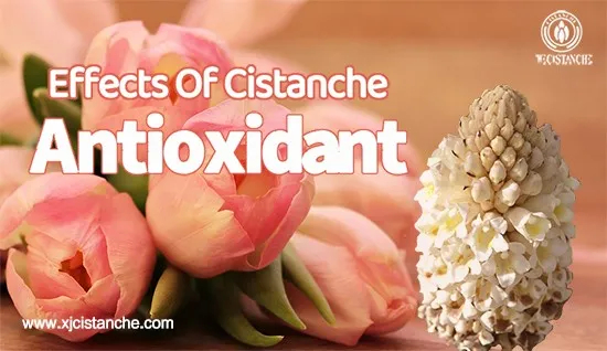 Benefits of cistanche tubulosa-Antioxidant Benefits of cistanche tubulosa-Antioxidant