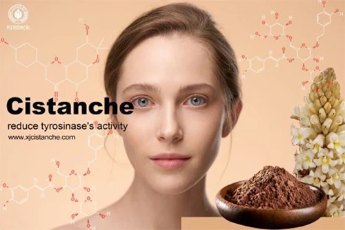 Benefits of cistanche tubulosa-inhibit tyrosinase expression 3