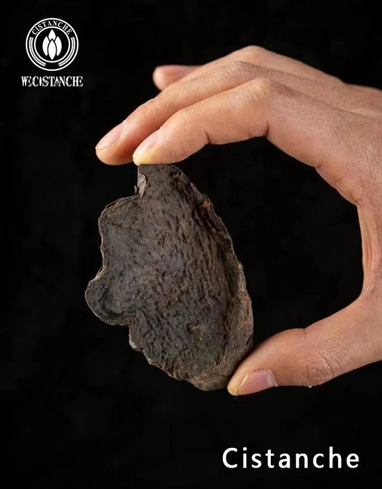 Cistanche tubulosa slice 2