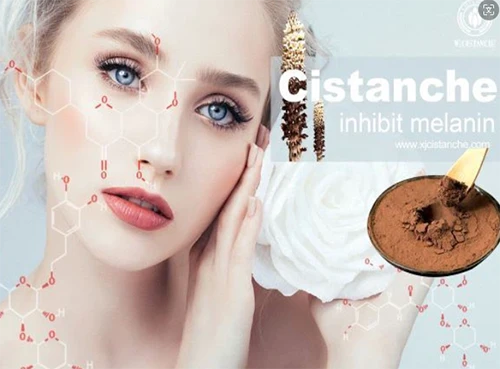 Benefits of cistanche tubulosa-inhibit tyrosinase expression (3)4.png Benefits of cistanche tubulosa-inhibit tyrosinase expression (3)4.png