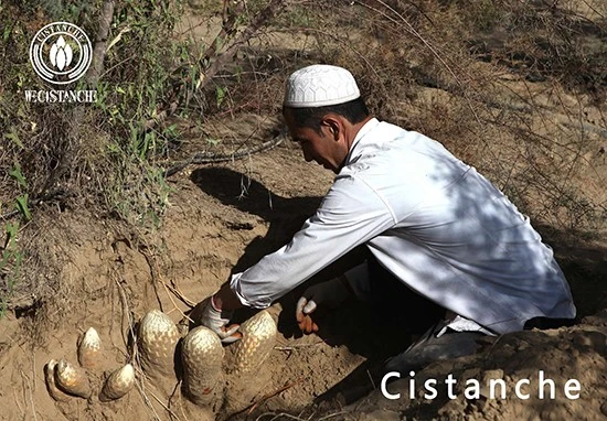 The villagers of Hetian Village in Xinjiang are digging and harvesting Cistanche tubulosa (1).jpg The villagers of Hetian Village in Xinjiang are digging and harvesting Cistanche tubulosa (1).jpg