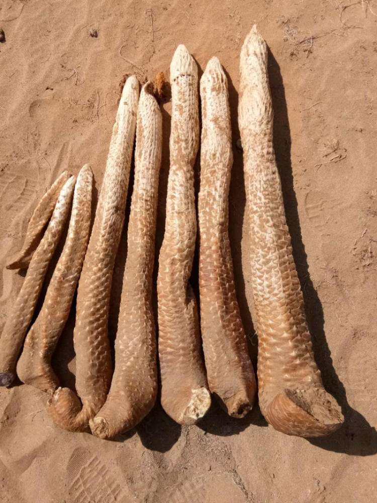 Cistanche benefits for liver protection Cistanche benefits for liver protection