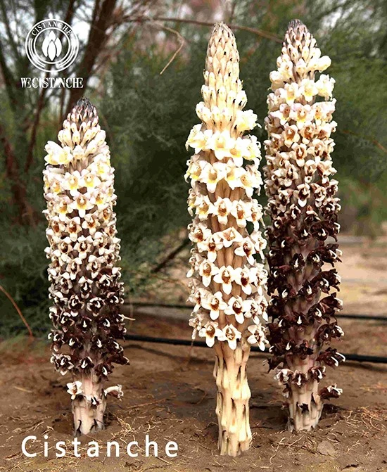 Desert living cistanche Desert living cistanche