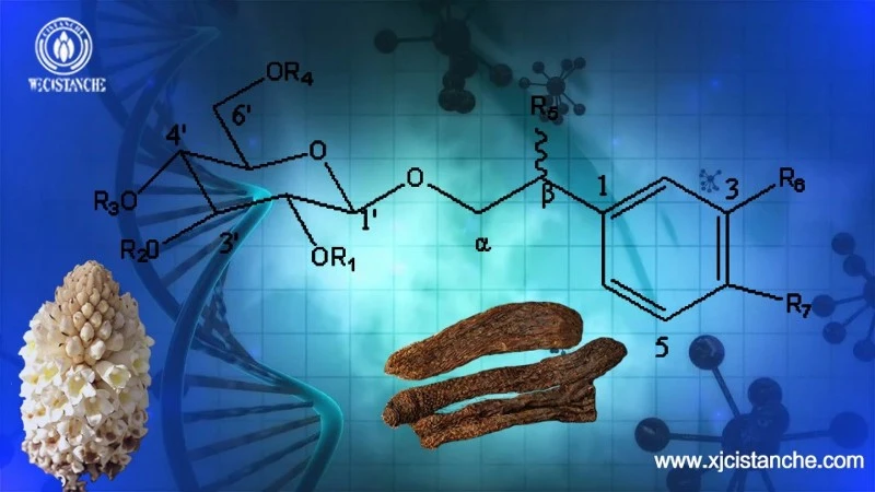 Phenylethanol glycoside is the main active component of Cistanche tubulosa Phenylethanol glycoside is the main active component of Cistanche tubulosa