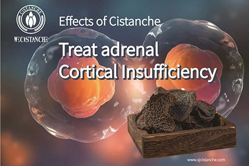 Effects of Cistanche: Improve Kidney Function Effects of Cistanche: Improve Kidney Function