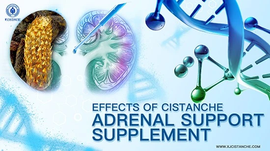 Cistanche efficacy-Tonifying kidney Cistanche efficacy-Tonifying kidney