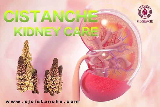 Cistanche tubulosa efficacy: Tonifying the kidney Cistanche tubulosa efficacy: Tonifying the kidney