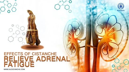 Cistanche efficacy: Tonifying the kidney Cistanche efficacy: Tonifying the kidney