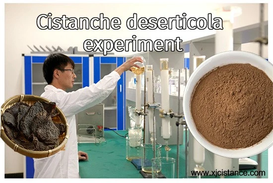 Cistanche tubulosa experiment Cistanche tubulosa experiment