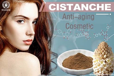 Cistanche Tubulosa Extract For Anti-aging Cistanche Tubulosa Extract For Anti-aging