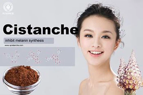 effect of cistanche effect of cistanche