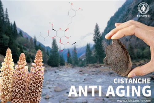 cistanche effect cistanche effect