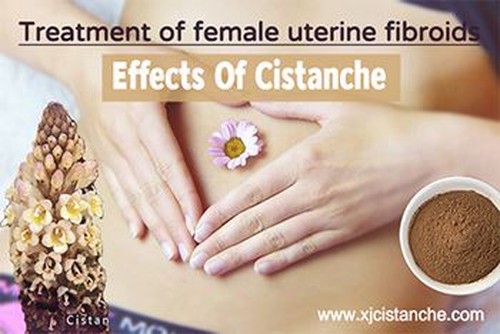 effect of cistanche effect of cistanche