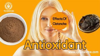 Cistanche Tubulosa: Natural Antioxidant & Support For Modern Chronic Inflamma...