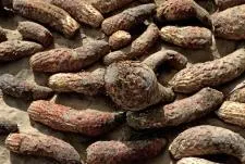 Cistanche benefits for the human brain Cistanche benefits for the human brain