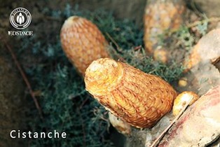 Cistanche benefits for the human Cistanche benefits for the human