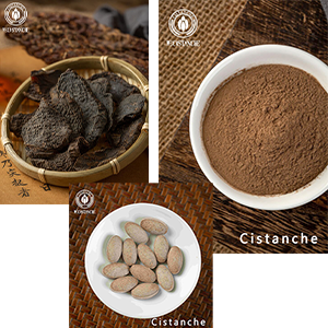 Cistanche benefits for the kidney health Cistanche benefits for the kidney health