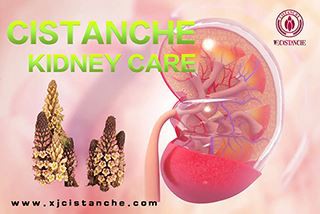Warming The Kidneys And Tonifying Deficiency, Cistanche Tubulosa Calmly Maint...