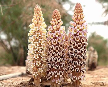 Desert Symbiosis: The Growth Code Of Cistanche Tubulosa And Salix Matsudana