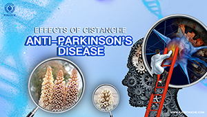 Wind Moistening Desert Grows Cistanche, Intelligently Protects The Brain And ...