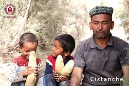 Cistanche benefits for the brain health Cistanche benefits for the brain health