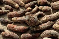 Cistanche Tubulosa Extract (Acteoside ≥ 8%) Factory